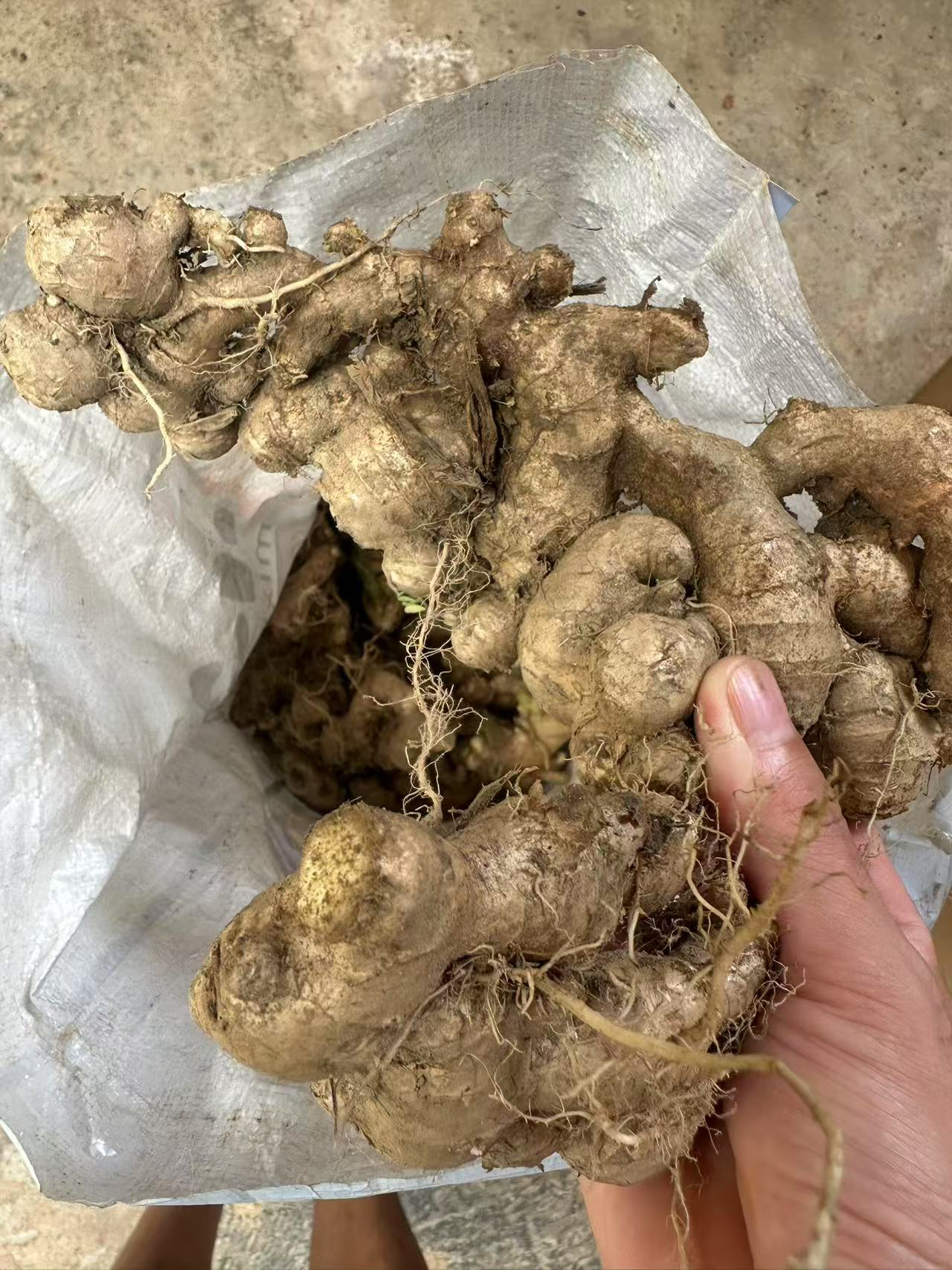 产地直发当天现锄广东新鲜现挖黄姜老姜小黄姜