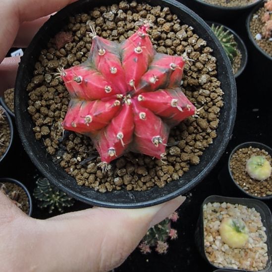 中国红侧芽自根带盆土发货