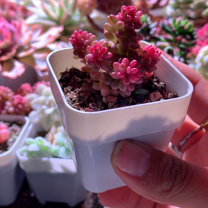 福利浆果有根有根