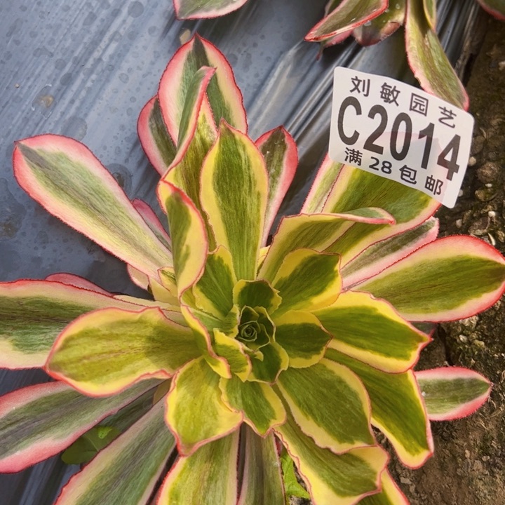 2014多肉植物法师