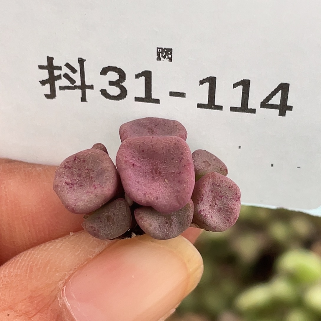 31-114方碗多肉植物