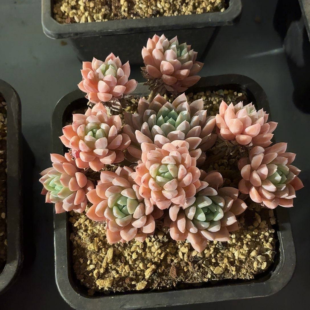 多肉植物啦啦啦啦啦