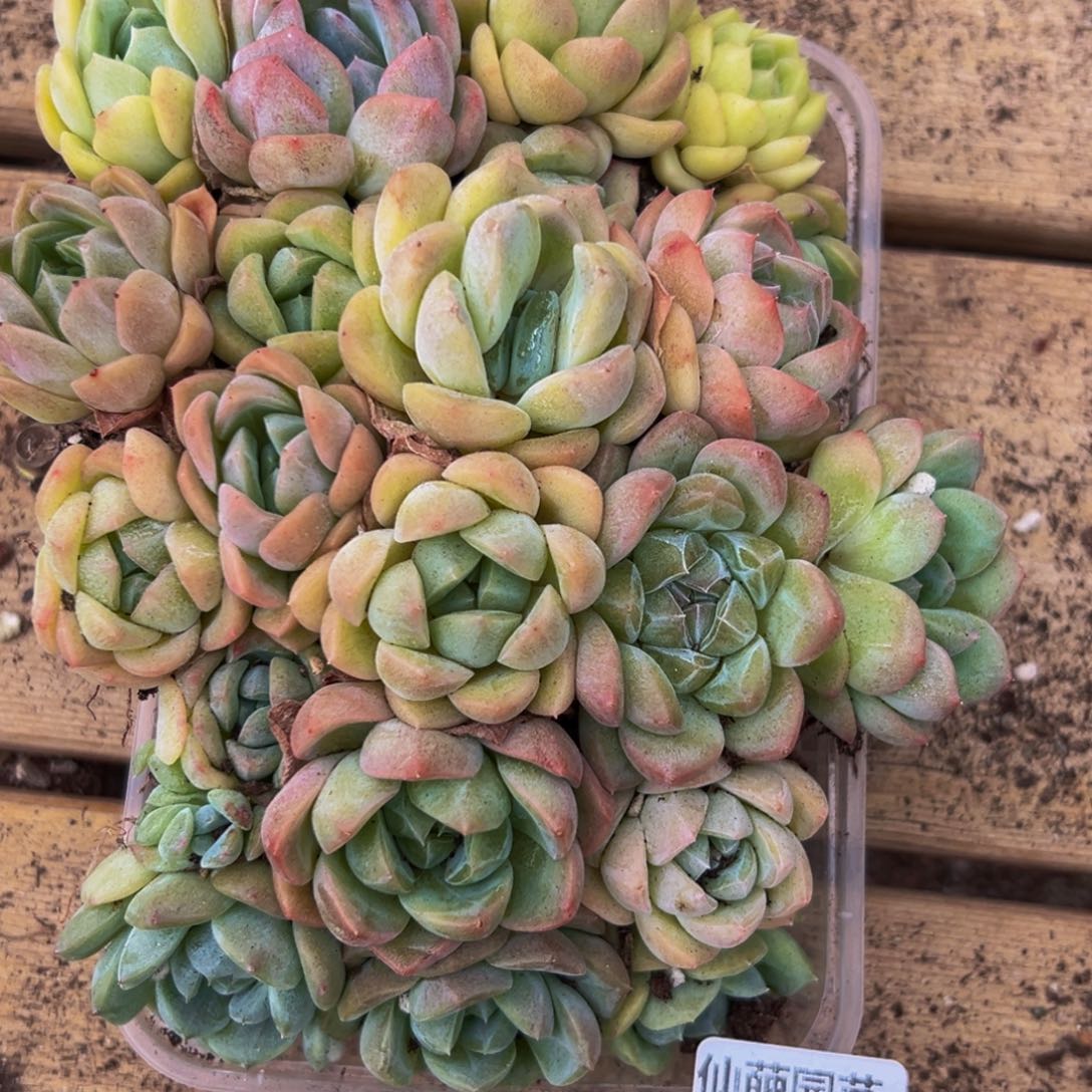 936度的高温下的我也是醉了