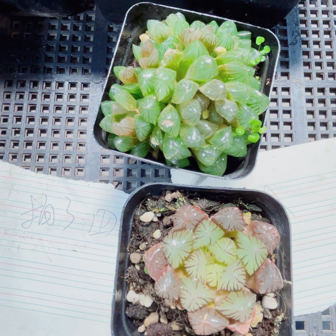 实生玉露多肉植物两颗