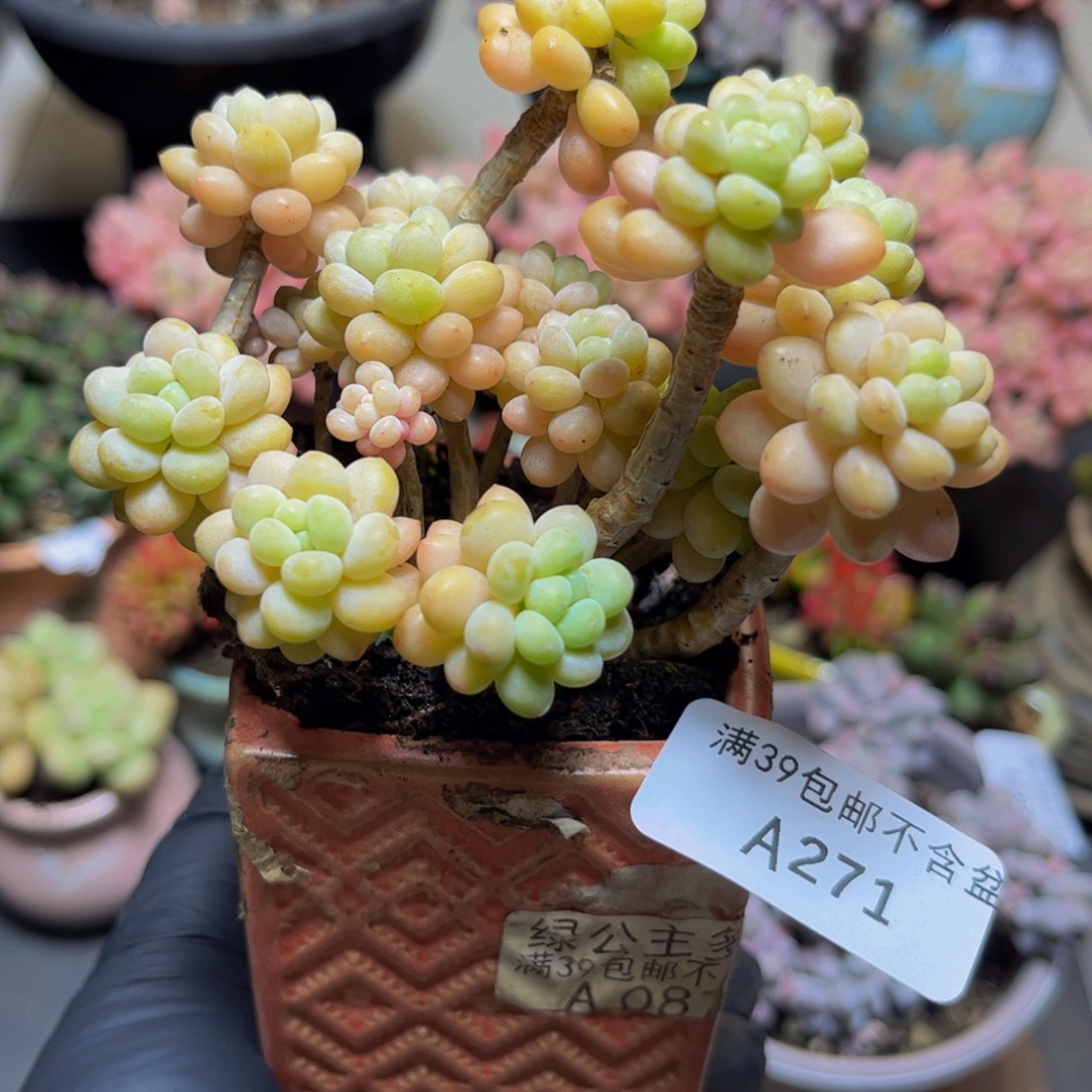 271老桩鱼子酱9厘米多肉