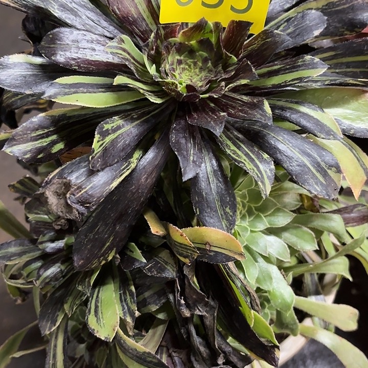 多肉植物福利033