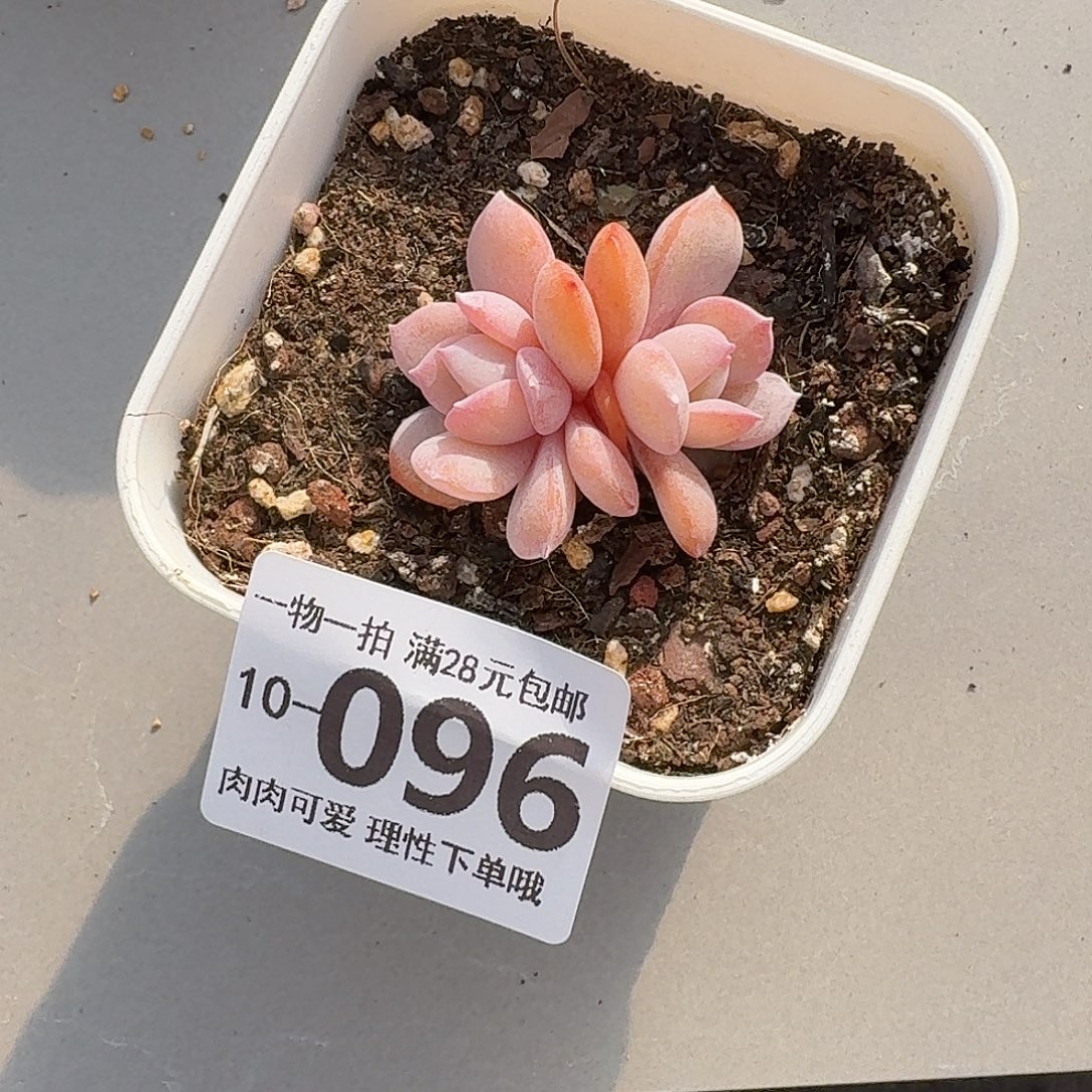 奶茶无盆土发货无盆土发货无