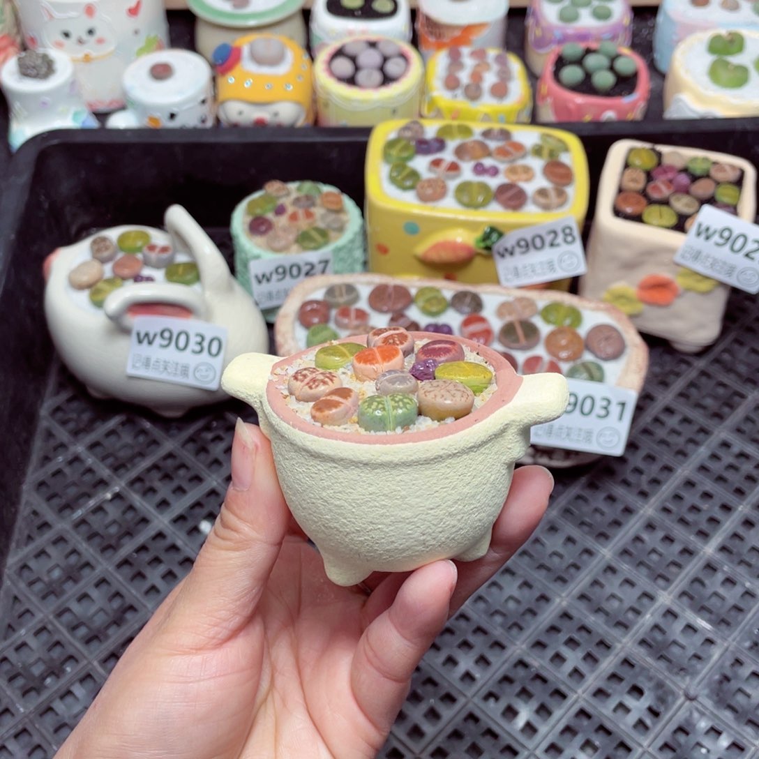 w9032 -零下地区拍保温箱 -15支持寄养