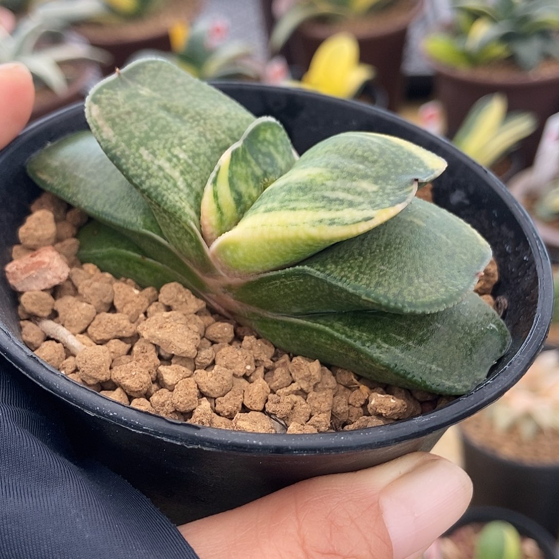 822卧牛实生锦带盆发货