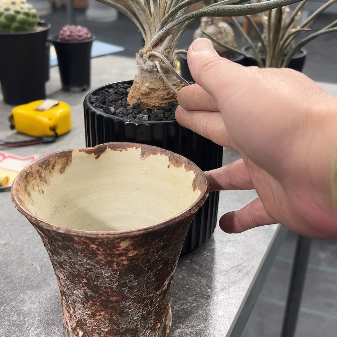 乌***黑大美杜莎 66888888