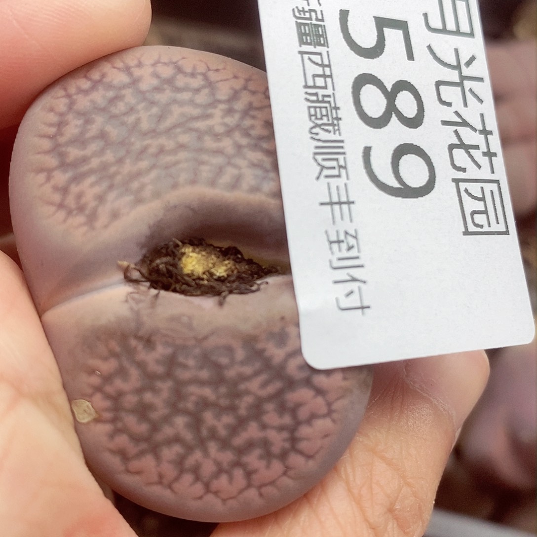 我要看电影啦嘻嘻这必须589