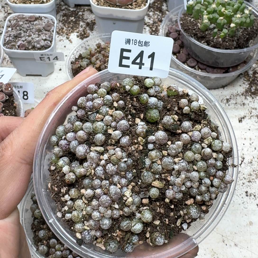 E41。小灯泡一盒尺寸不大