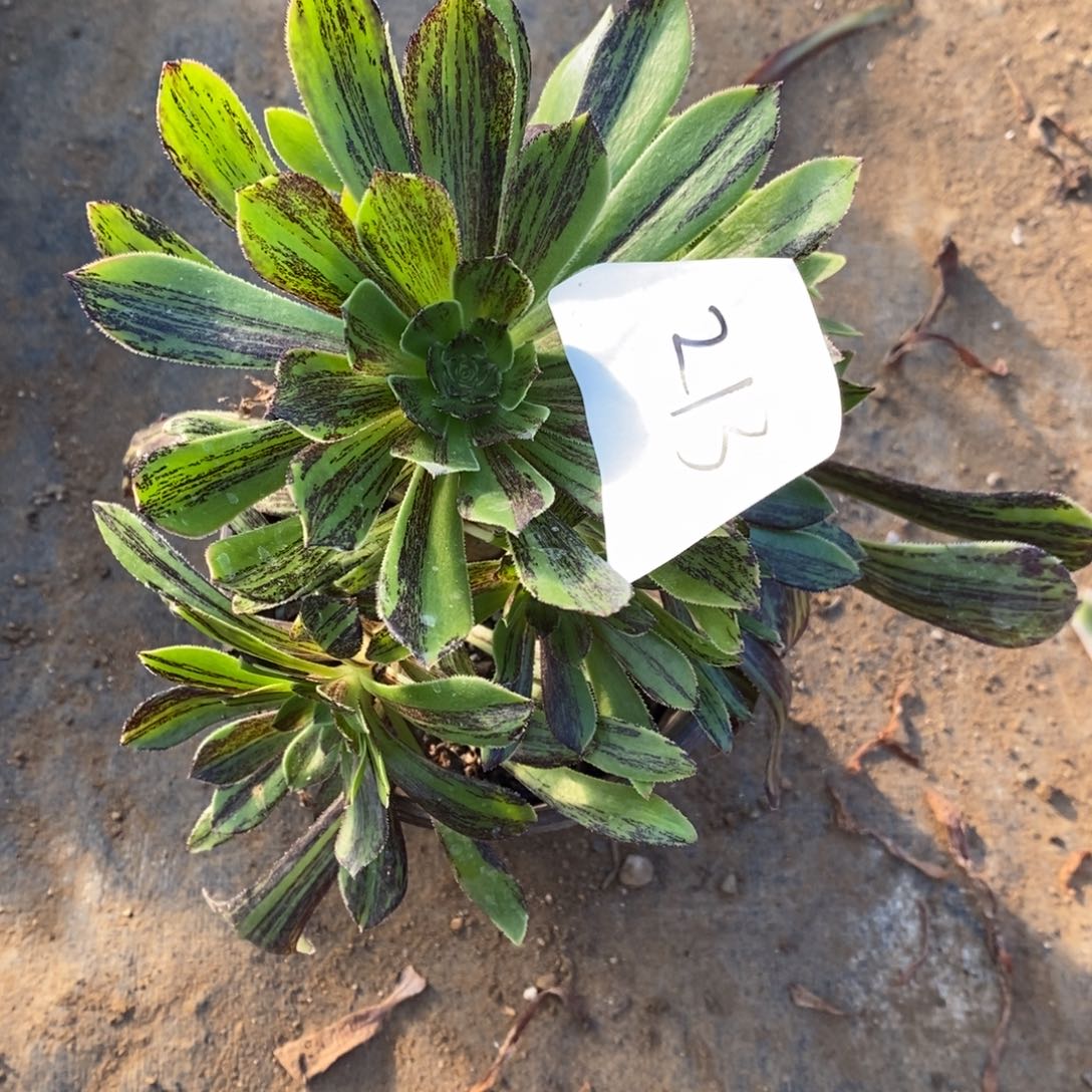 213原始绿水墨丹青砍过多肉