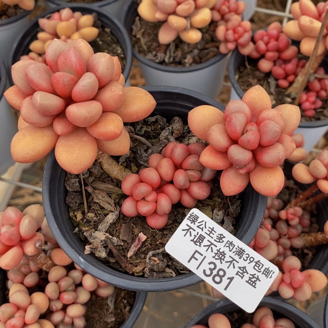 先锋派381/8cm的肉