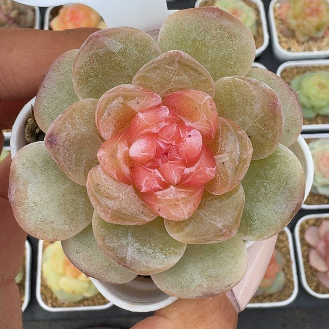 1201-020-玉茗单头