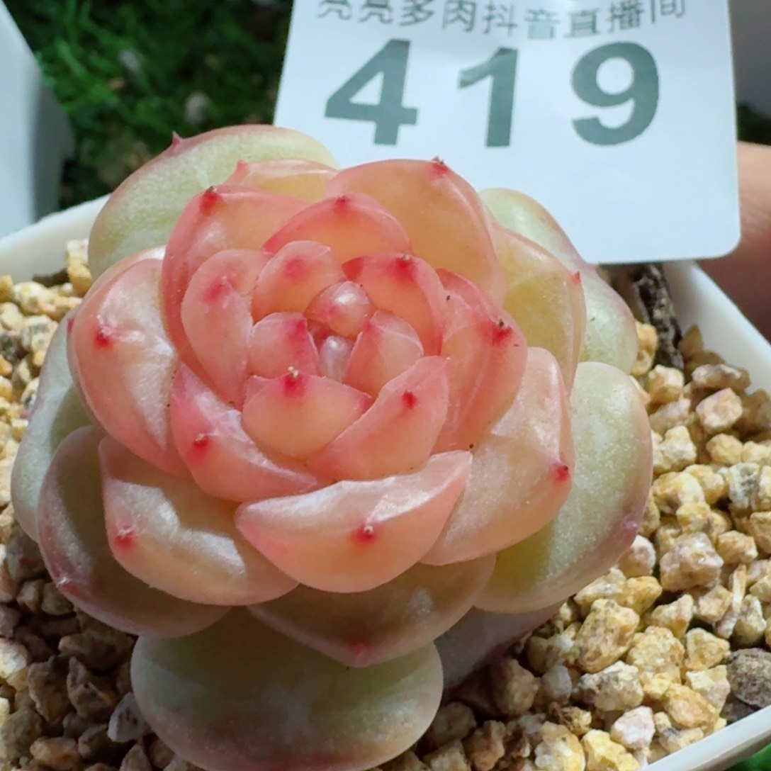 红酒珍妮         精品多肉