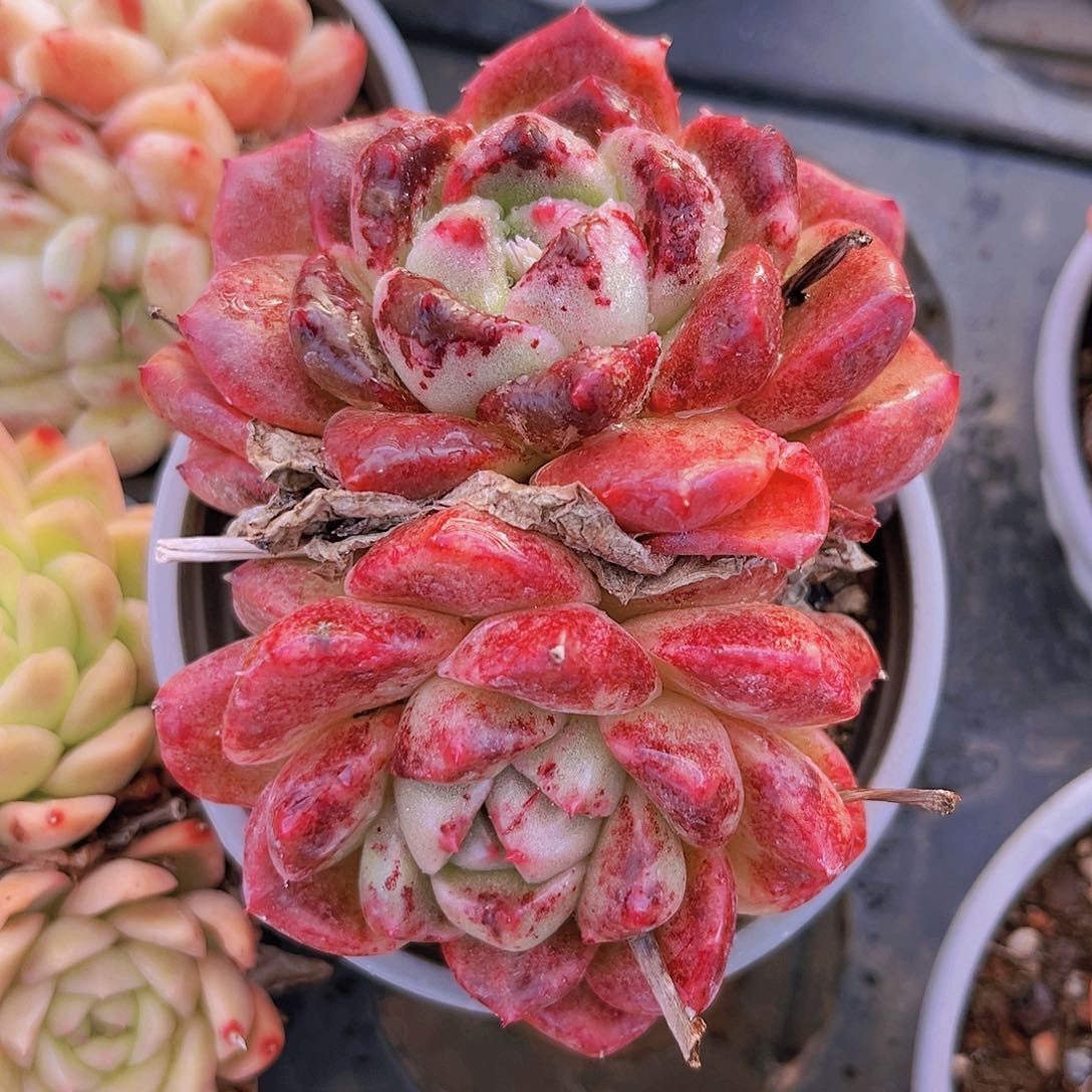 小精灵9.5公分9999999