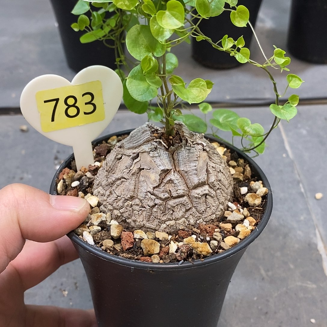 南非龟甲龙龟甲龙