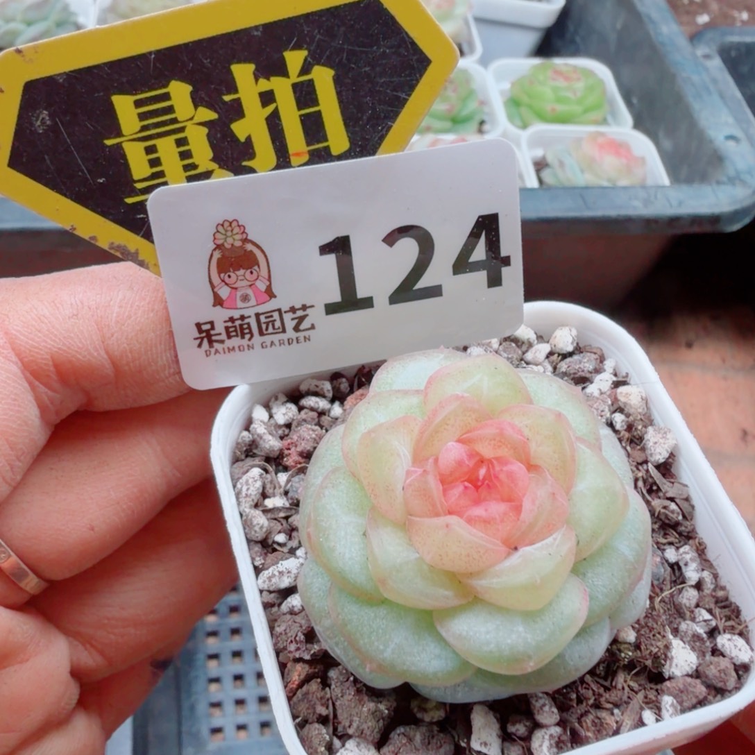 多肉植物多肉植物