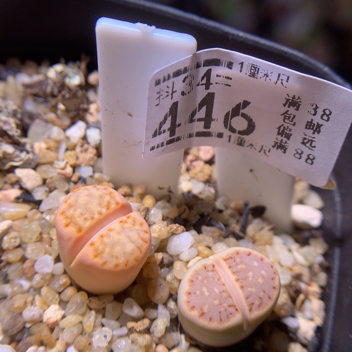 精品生石花34.446