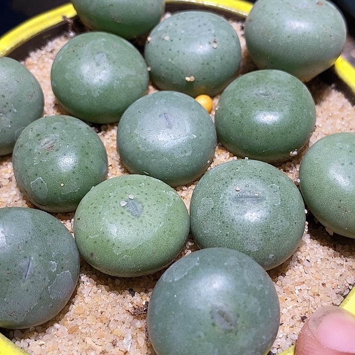 超大小拳拳一组三颗  有瑕疵