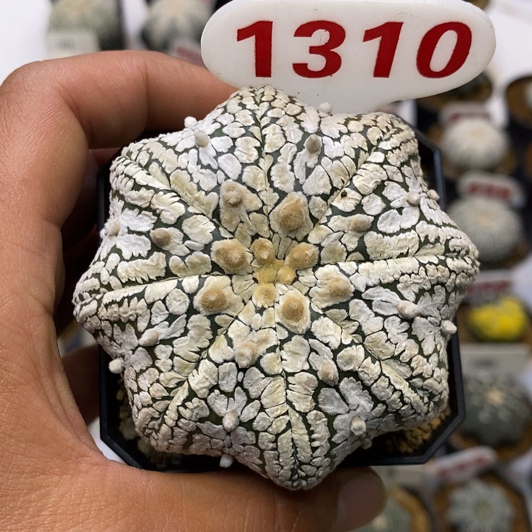 風***1310特价处理特价特价