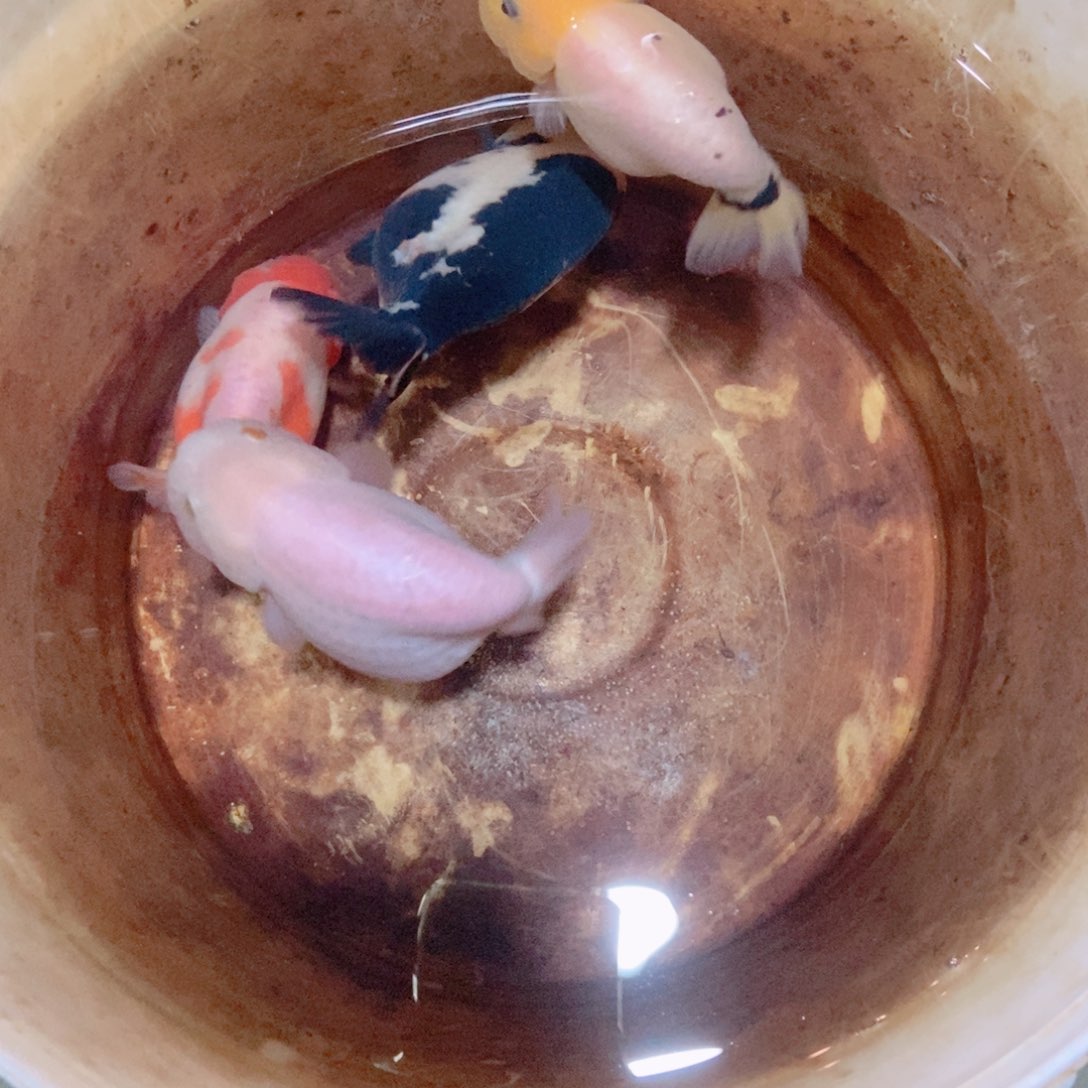 海水鱼桃**.落地包损包健康