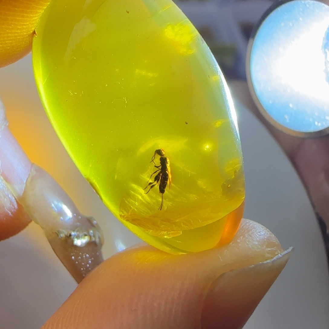 琥珀裸石未镶嵌蜂