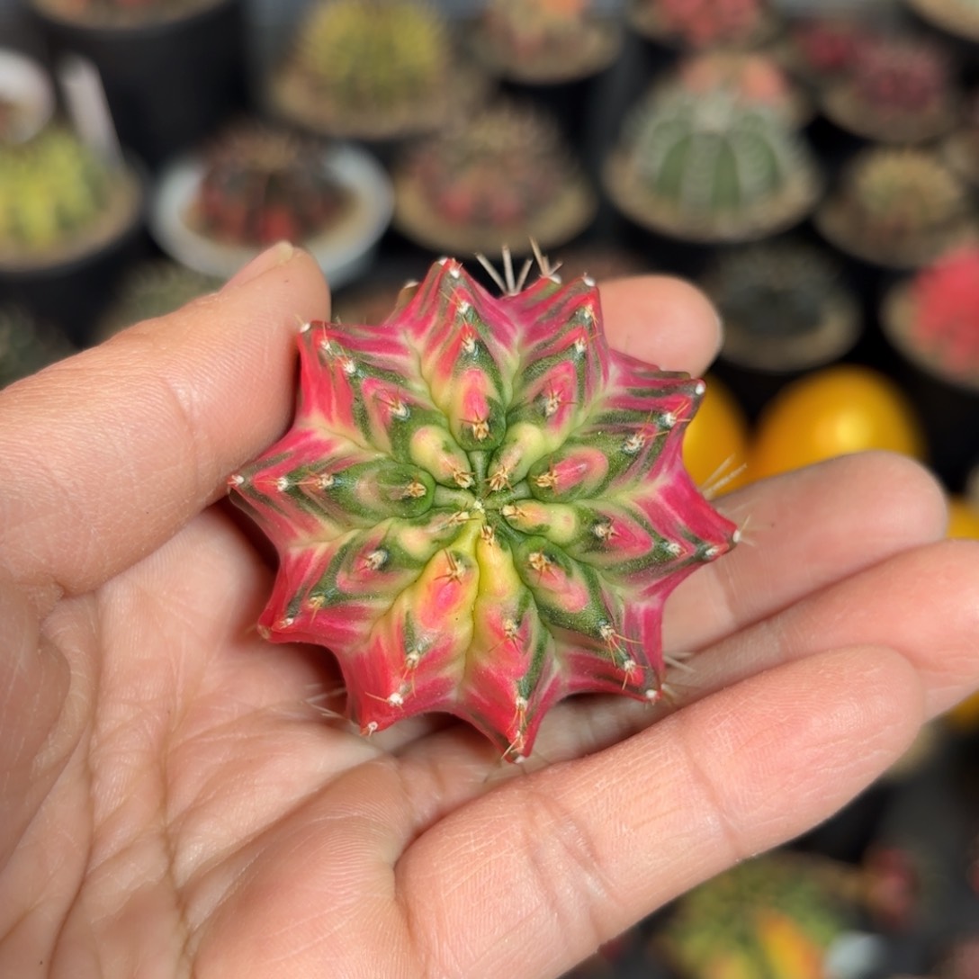 泰系米哈仙人球55号