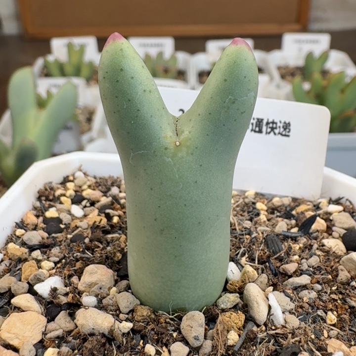 15 毛体皮卡丘。     