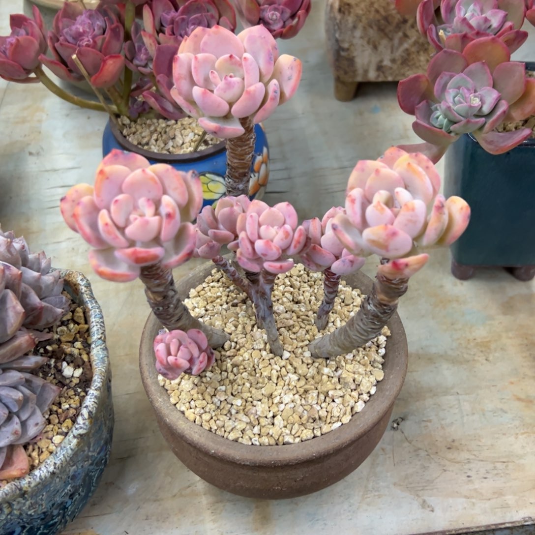 白月光28 零零多肉植物