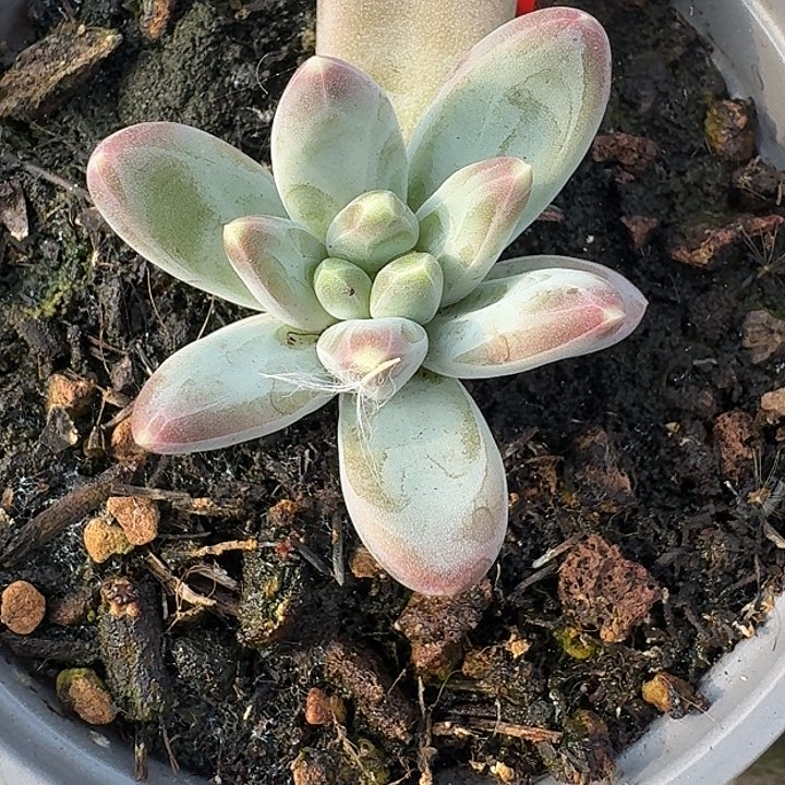 美人102多肉植物