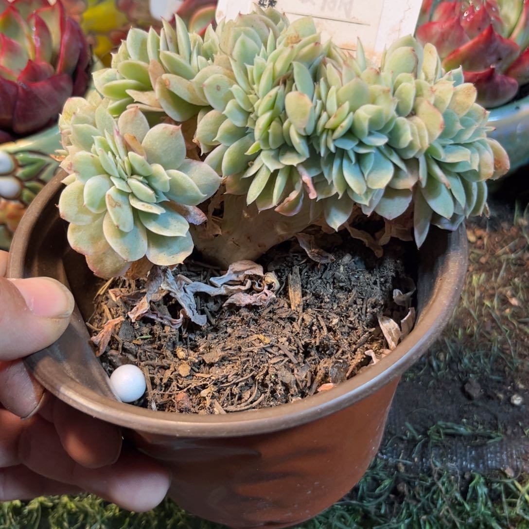 小白龙缀多肉612