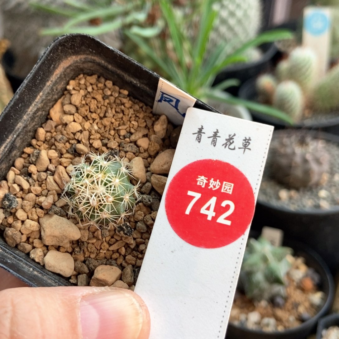 实生顶花凤舞1.6cm