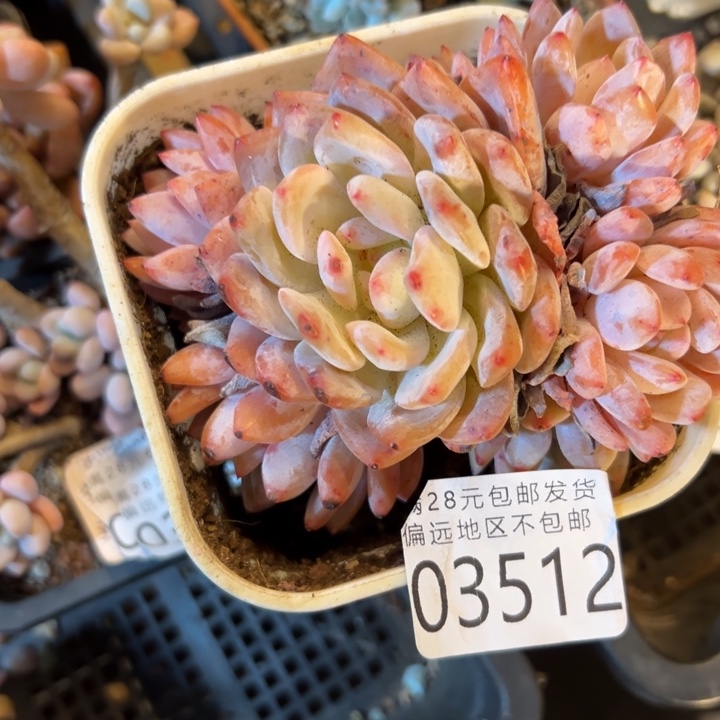 幸运儿是一位非常优秀幸运