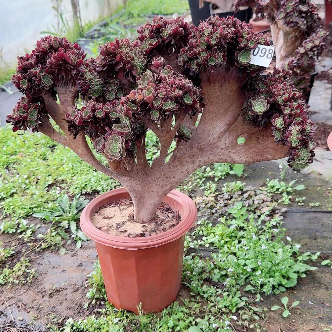 098欧紫朵朵一颗有伤