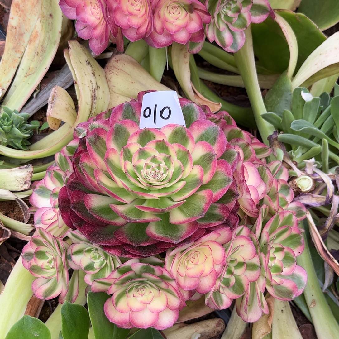010倾城多肉植物无根