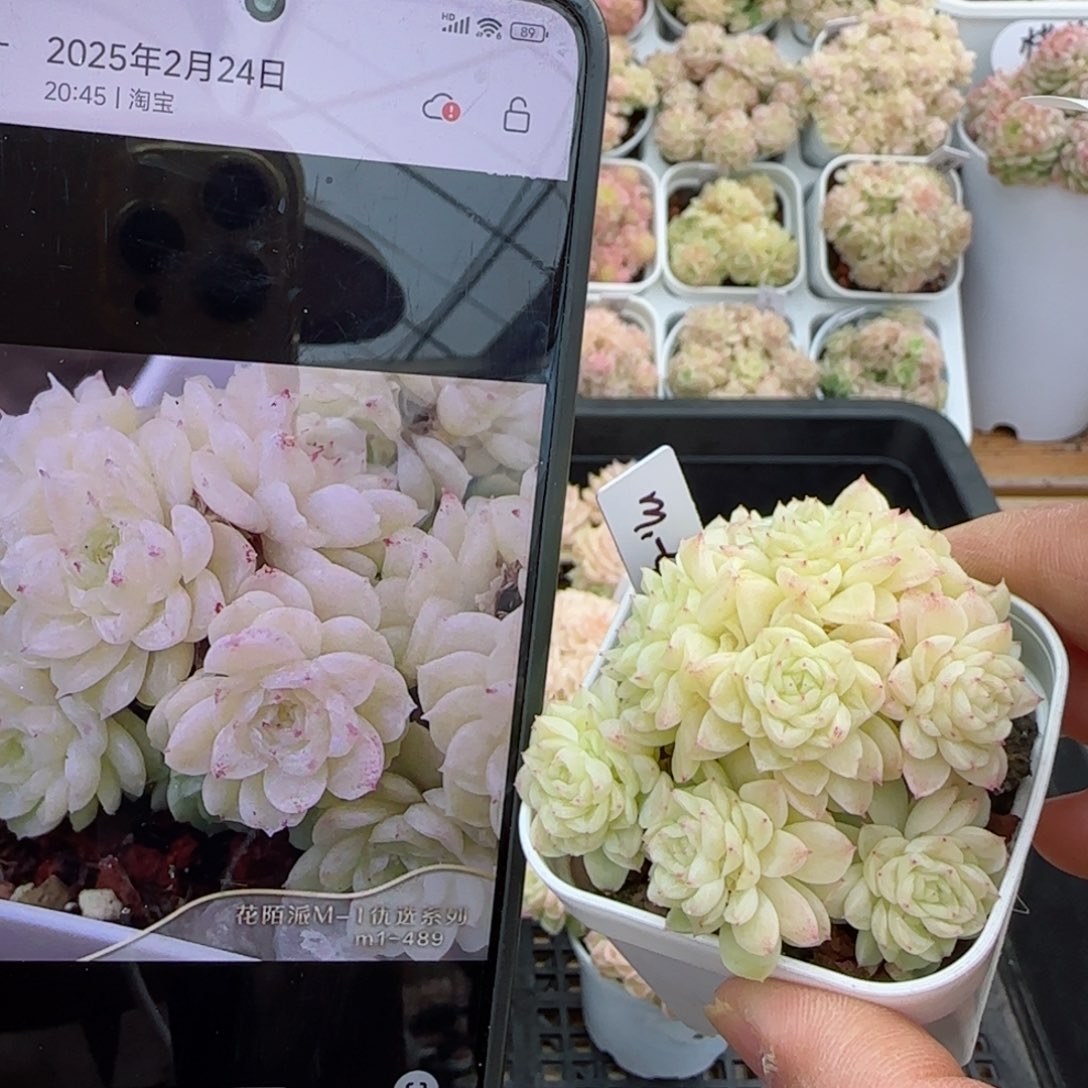 【闪购商品】0225-12（m1-489）