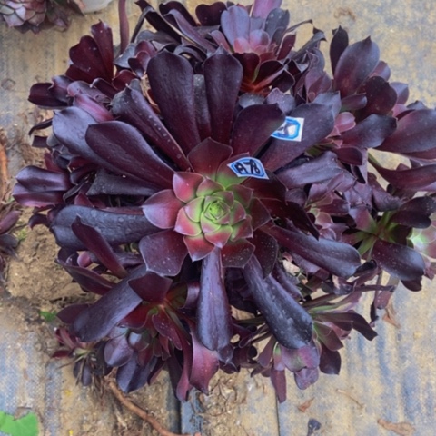 瓯紫多肉植物78多肉