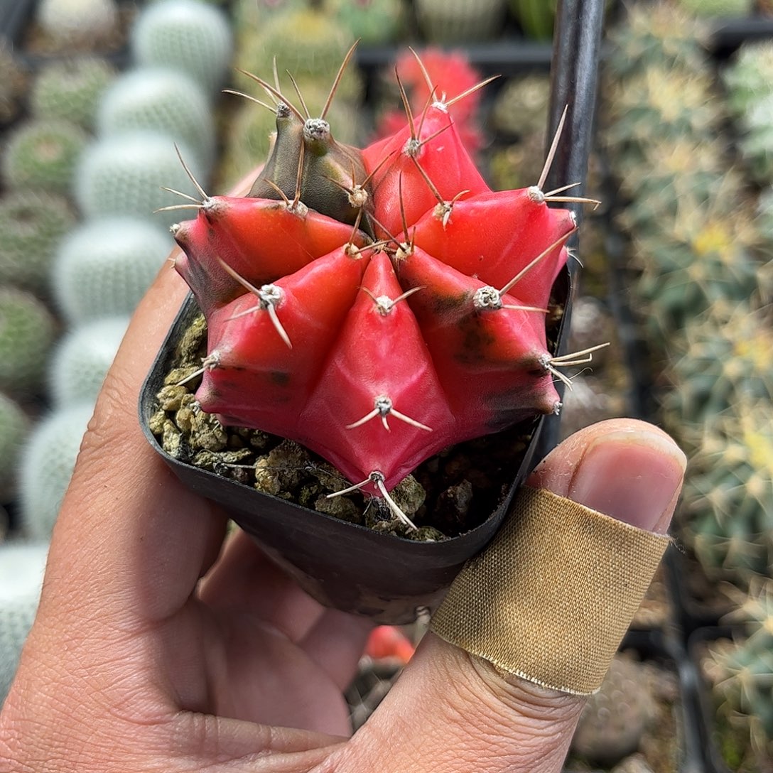 牡丹锦单头发货单头发