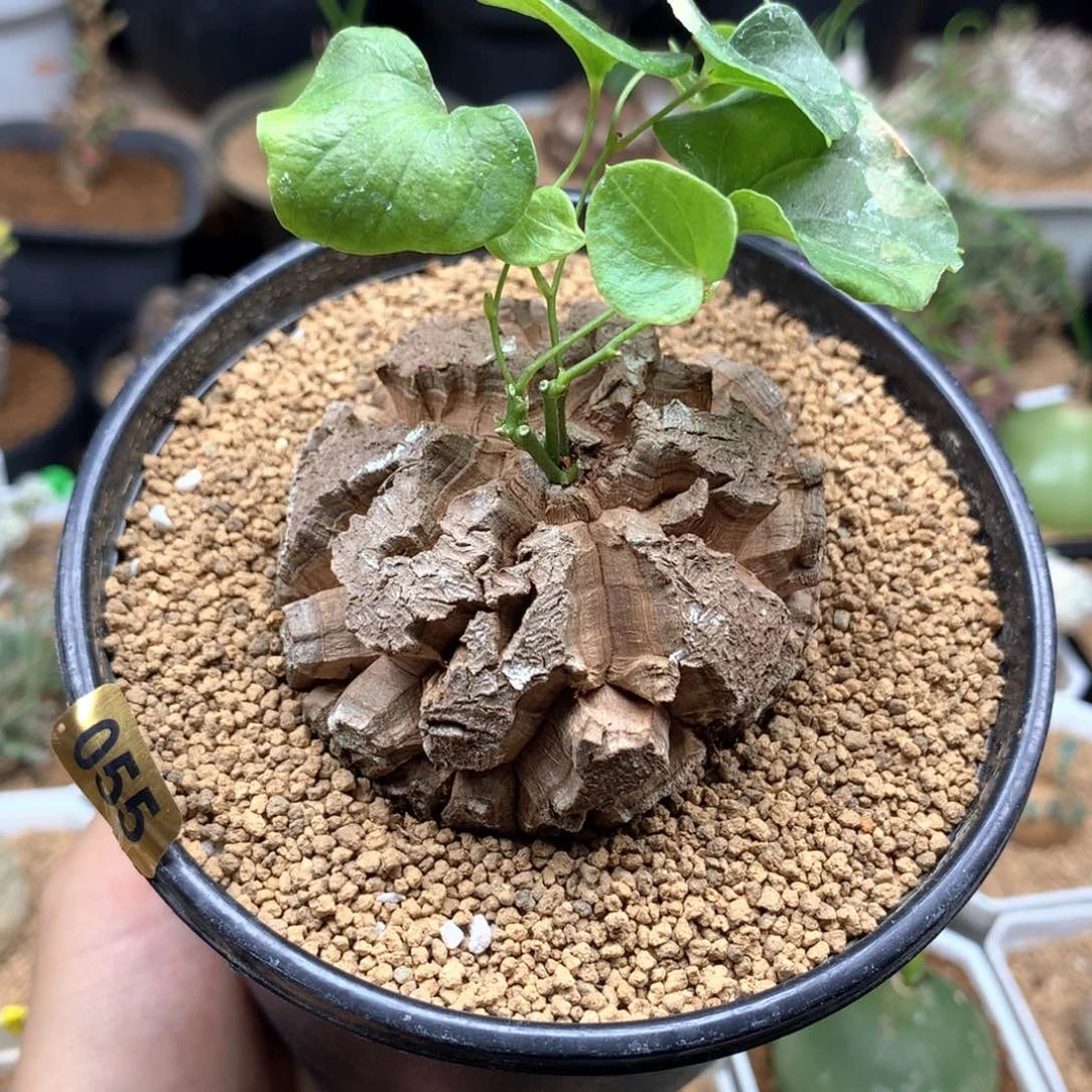 南非龟甲龙带盆6.5cm