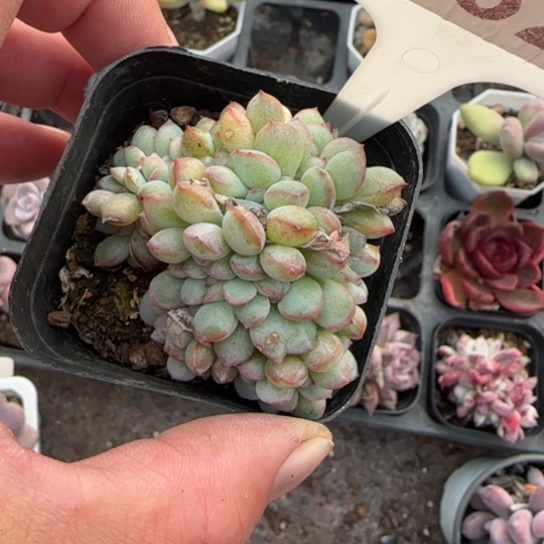 182泡芙缀多肉植物多