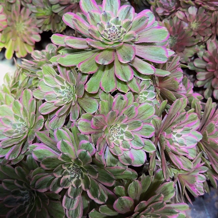 精品花脸粉黛巨无霸捧花福利