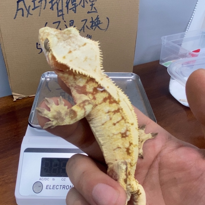 睫角守宫12.3五十六