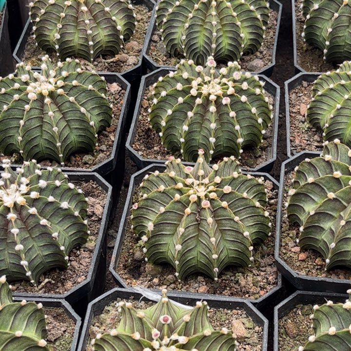 实生肋骨好养皮实好活