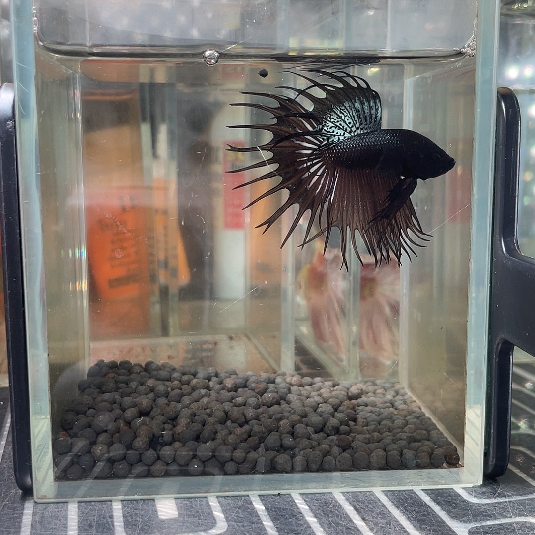 斗鱼008号黑狮王公鱼