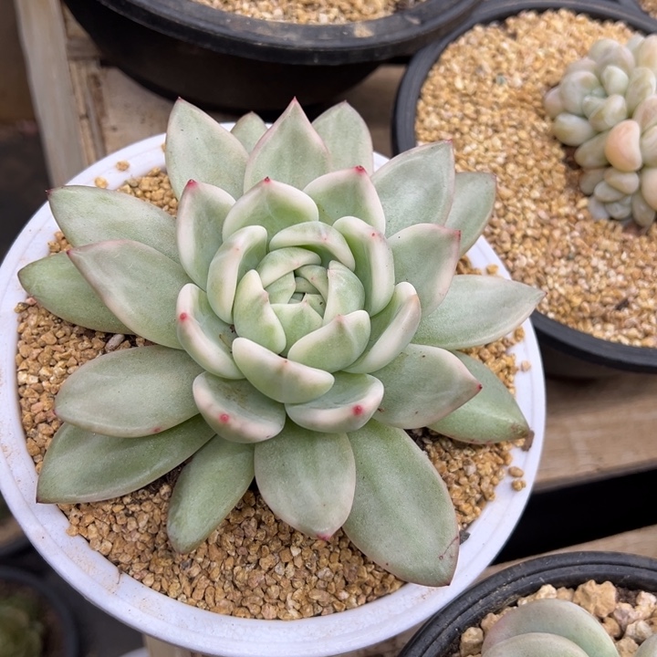 香槟锦 单头 夏鸣园艺