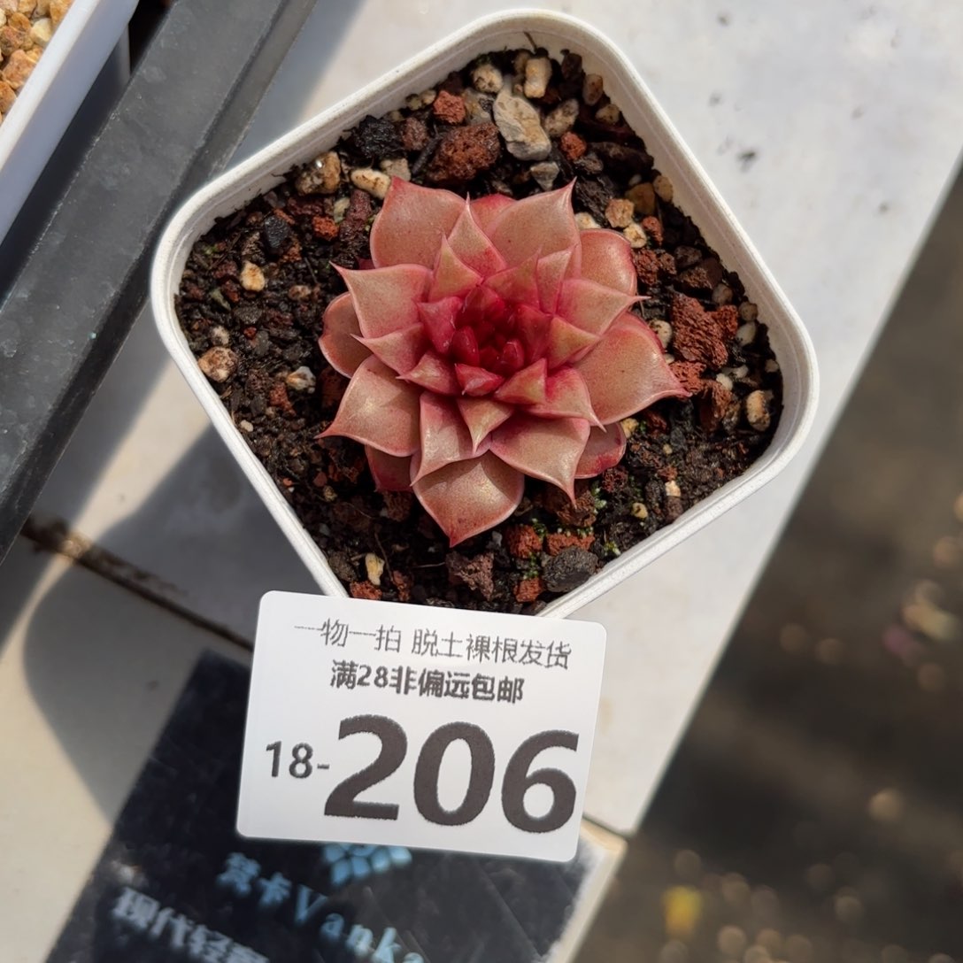 皮皮虾多肉多肉多肉