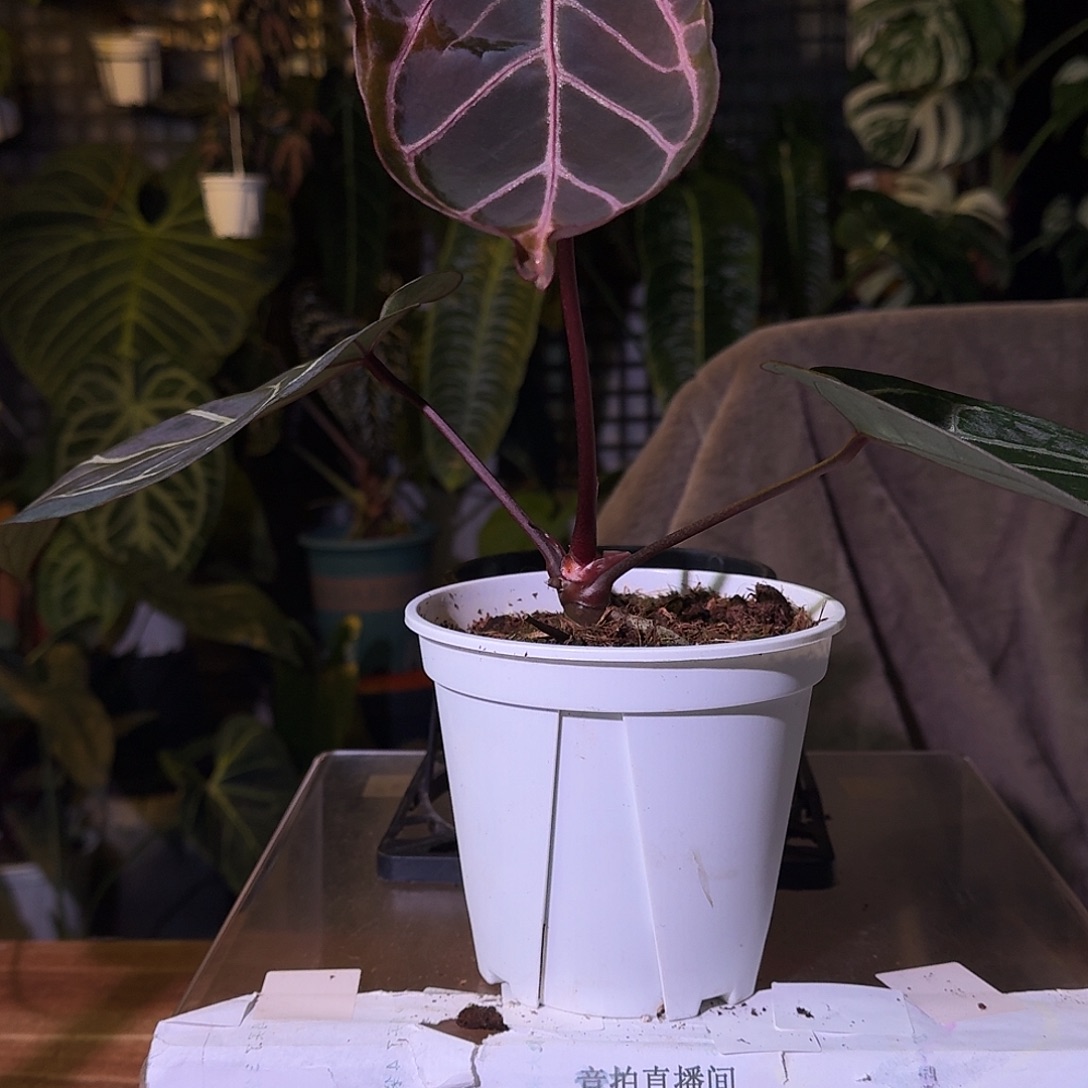 不开花植物G144紫水晶杂银骑士