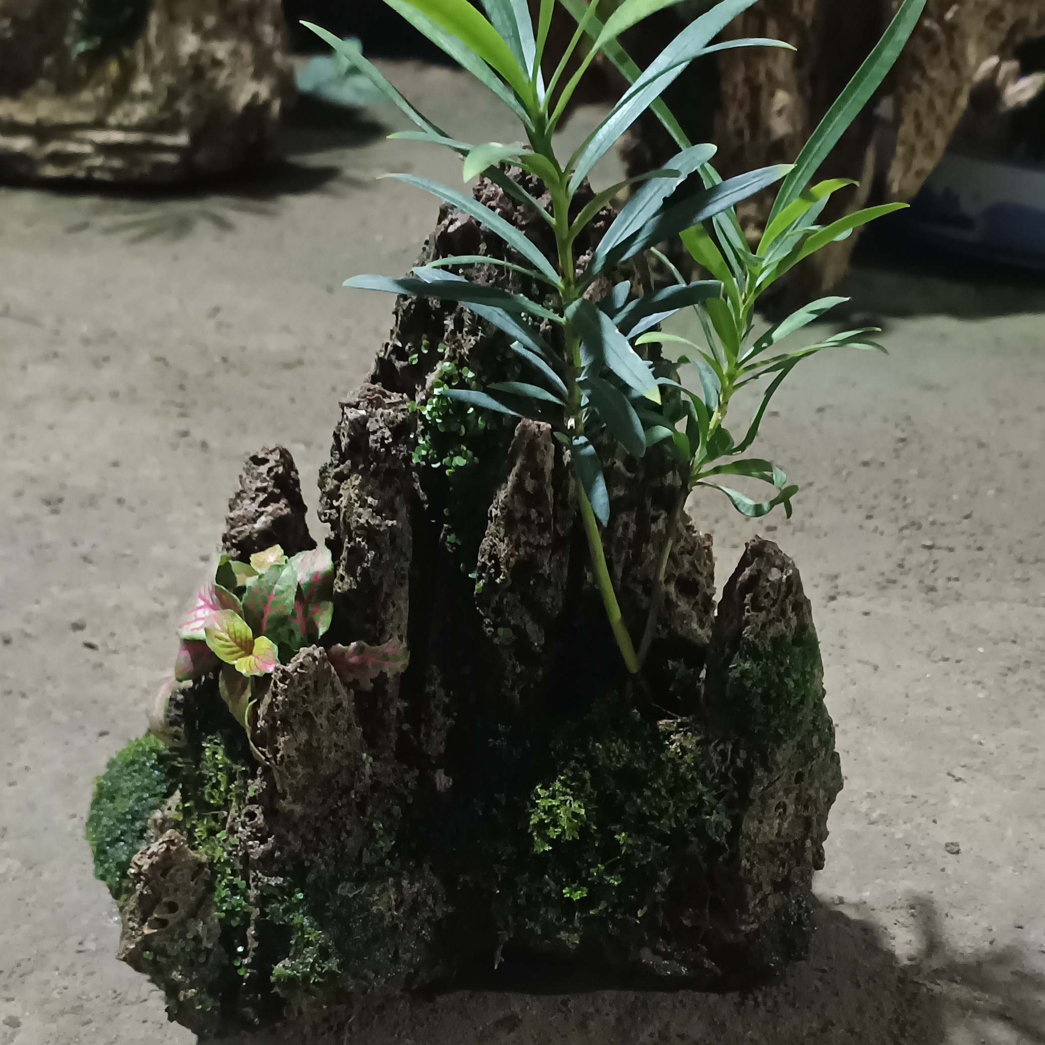 吸水石榴莲盆景假山盆景